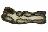 Mammoth Molar Slice With Case - South Carolina #106425-1